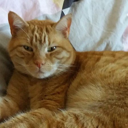 Ruhiges Zimmer Direkt An Den Leineauen Hemmingen  Esterno foto